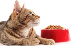 cat-eating-food-in-bowl