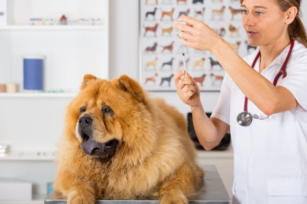 vaccination and your dog(3)