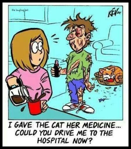 cat meds